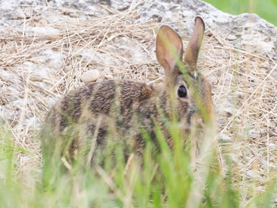 I came upon a family of urban bunnies.