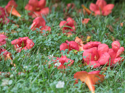 Remember the fallen.