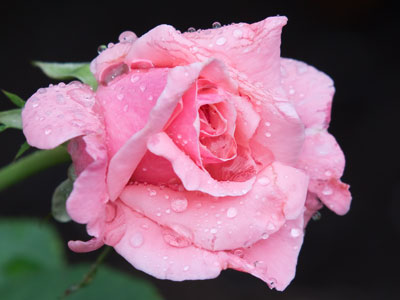 It`s a little too late for dew, so this must be rain.