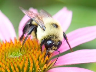 A nature photo taken on a sidewalk beside a parking lot.