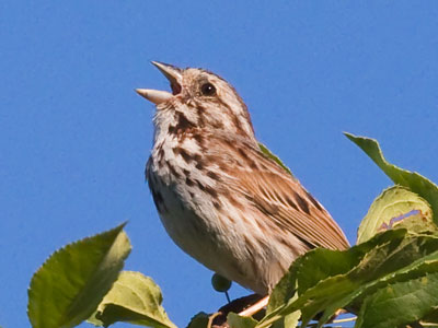 As up he wings the spiral stair, a song of light, and pierces air with fountain ardor, fountain play, to reach the shining tops of day. GEORGE MEREDITH