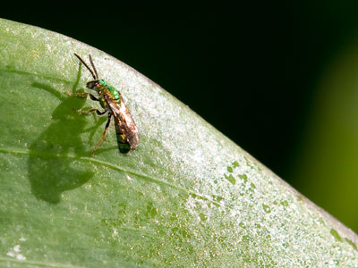 Another bug.  You`re welcome.