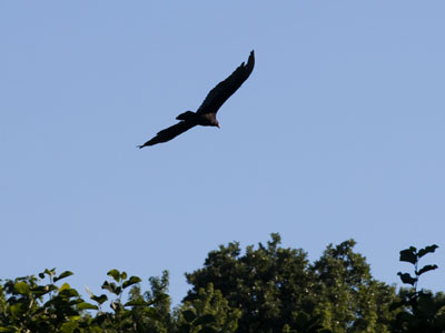 It circled down and down and down . . . and landed.