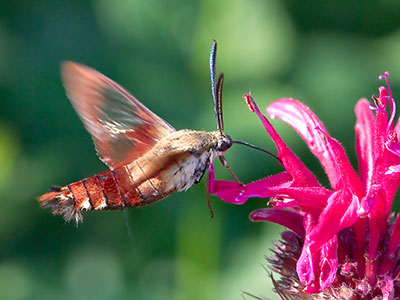 It flew past my ear:  hummingbird moths don`t hum.