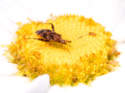 Crossing the daisy landscape.