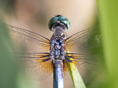 This dragonfly refused to land in a convenient place.