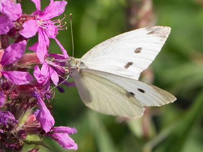 There was a rabbit, and a chipmunk, and a bathing robin and a singing cardinal.  You get a cabbage white.