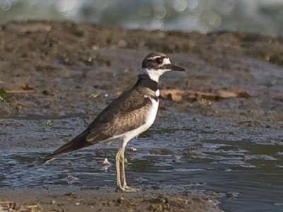 There were some small killdeer at the river`s edge.