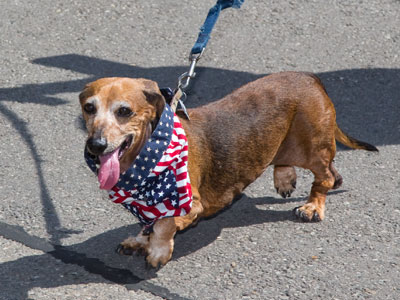 A patriotic pooch.