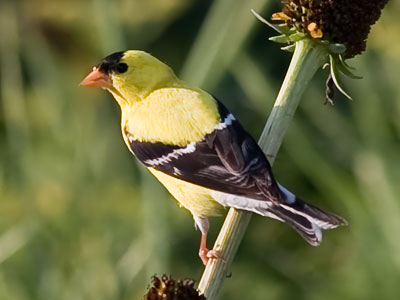 I can gather all the news I need on the weather report.  I`ve got nothing to do today but smile. PAUL SIMON