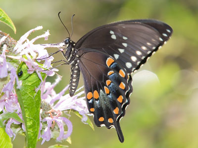 I had to fight the sun to get this shot, and I won.