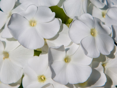 I may have been a bee in a previous life.