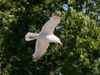A sea gull that will never see the sea.