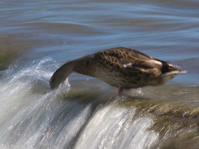 A clean mallard is a happy mallard.