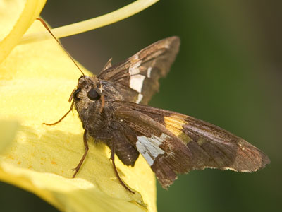 This bug spent the day in the sun. I had to go to work.