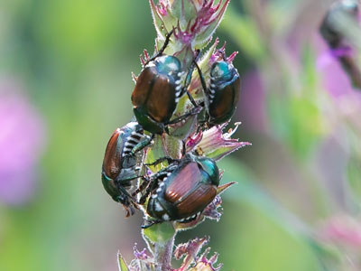Morning in the flowerbed.