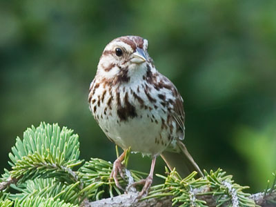 Bikes yesterday, but back to birds and bugs today.