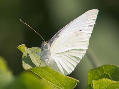 Summertime, and the living is easy.