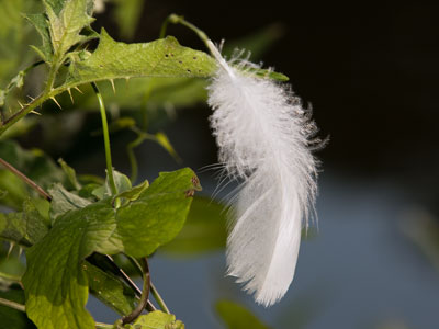 Down by the riverside.  DOWN -- get it?
