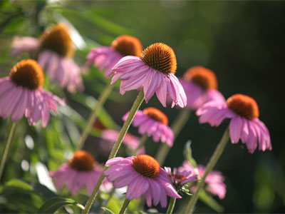 Sunny summer mornings are all I need.