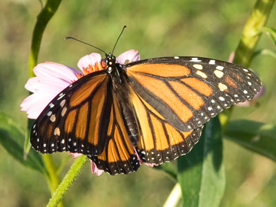 This is the first monarch I`ve seen so far this summer.