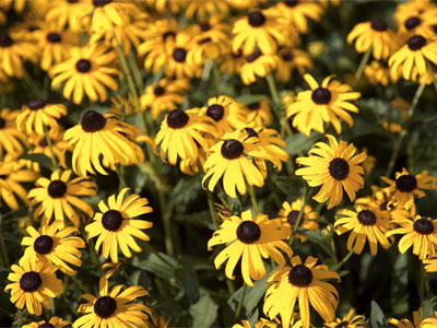 Bright, colorful and plentiful, waiting for you to notice.