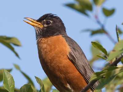 This robin was calling out a warning about some danger.  I looked around, but then realized it was me.