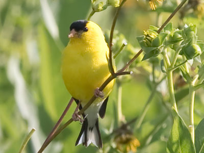 Goldfinches are very evasive, but they`re no match for a photographer with skill, persistence and a 200mm lens.