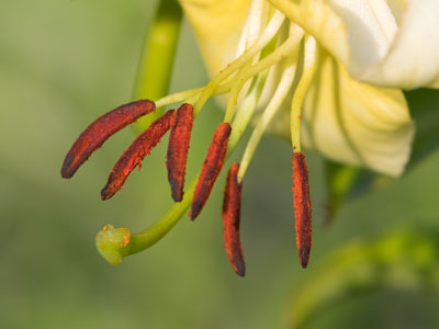Flowers are a lot easier to photograph than birds.
