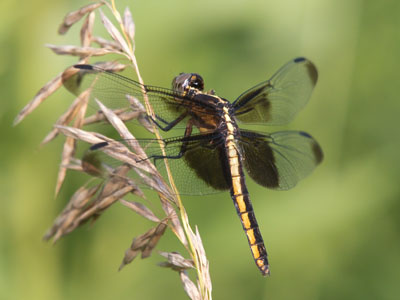 Closer, closer I got, stepping into the tall prairie grass.