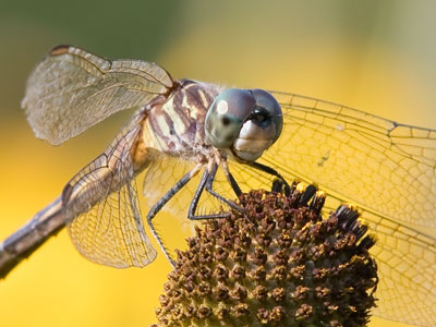 I never see dragonflies actually DO anything.
