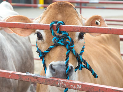 What is Bessie`s destiny?