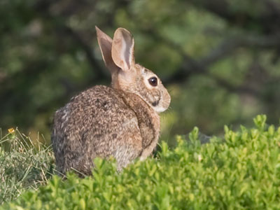 There were bunnies, bunnies everywhere.