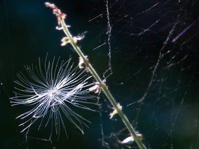 A hummingbird was here.  Obviously, I didn`t get it.