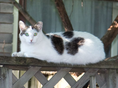 Just because it lives outside doesn`t mean it`s a stray.