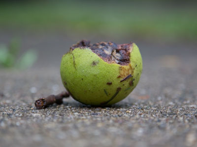 Watch your step:  it`s walnut season.