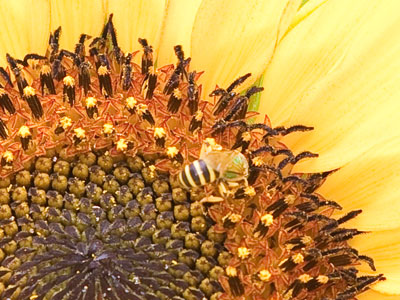 A fly must fly, but a bee can simply be.