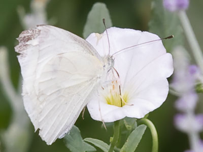 Now THAT`S a proboscis!