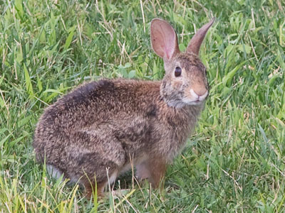 With pictures of wildlife, it`s best when I can get a good photo without causing the creature to run or fly away.