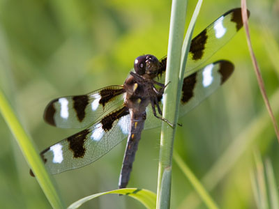 Today I had fun exploring a prairie that was new to me.