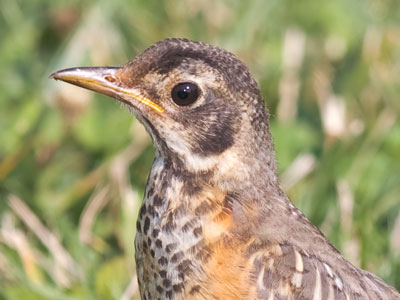 On the hunt for bugs.