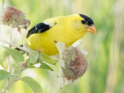 Goldfinches in a meadow are easy to hear, but difficult to see and even harder to photograph.