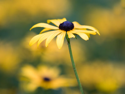 We haven`t seen much of the sun lately.