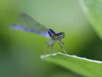 I took some ordinary pictures of this dragonfly, and then I got down into the wet grass to do the extraordinary.