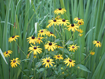 All in the Downs the fleet was moor`d, the streamers waving in the wind, when black-eyed Susan came aboard.  `O! where shall I my true-love find?` JOHN GAY