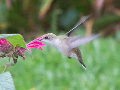 Even a bad picture of a hummingbird is a good picture.