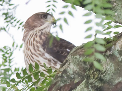 One moment you`re gathering nuts with your squirrel friends and the next moment you`re a hawk`s breakfast.
