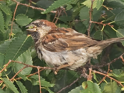 One moment you`re on a branch with your berry buddies and the next you`re a sparrow`s breakfast.