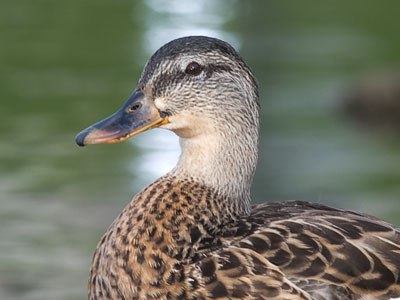 It was 93 degrees, but felt very pleasant outside.