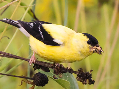 Hey man, I was talking to some of the guys and we`re kinda worried -- you know -- about your seed problem.